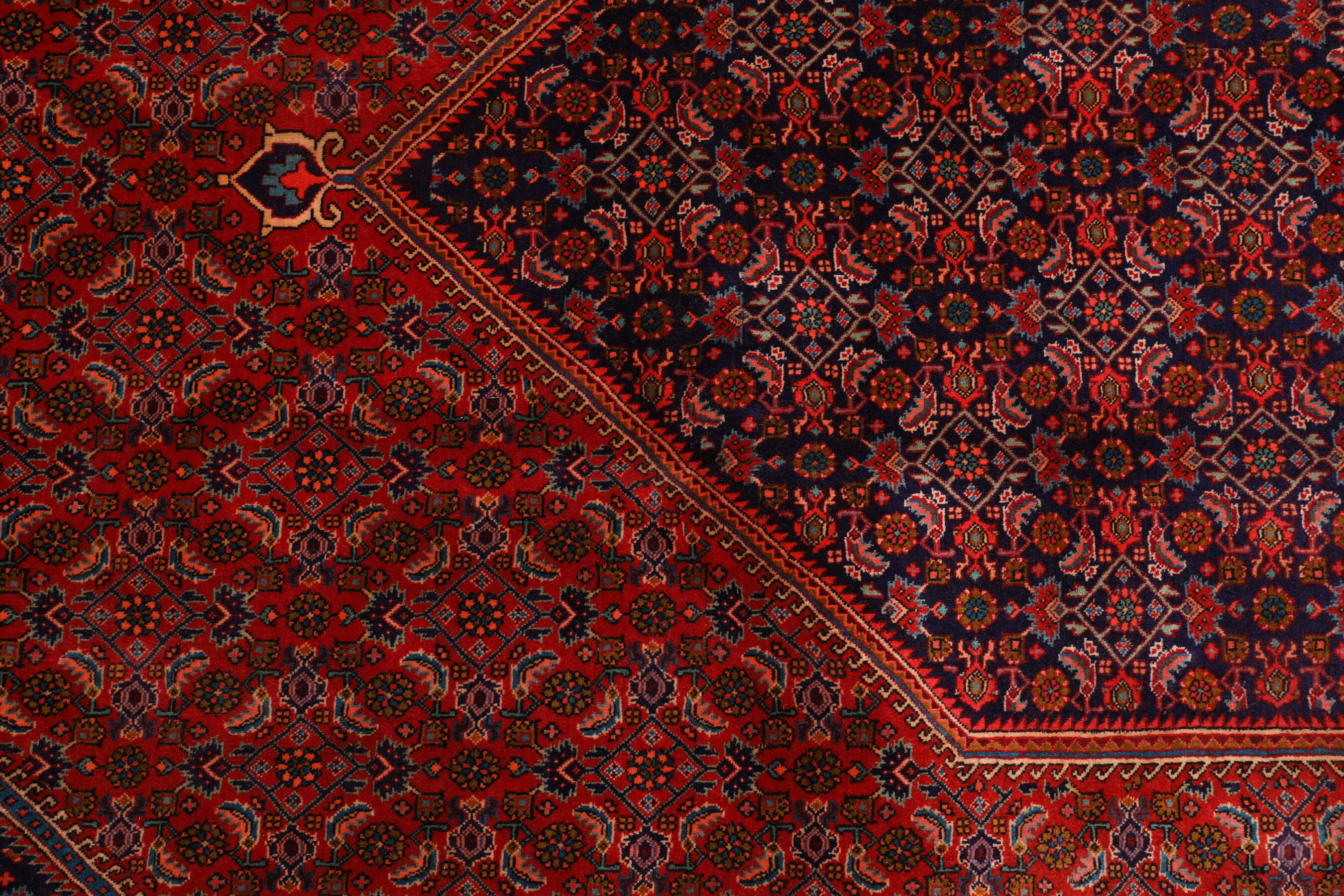 
    Bidjar Zanjan - Dark red - 253 x 365 cm
  